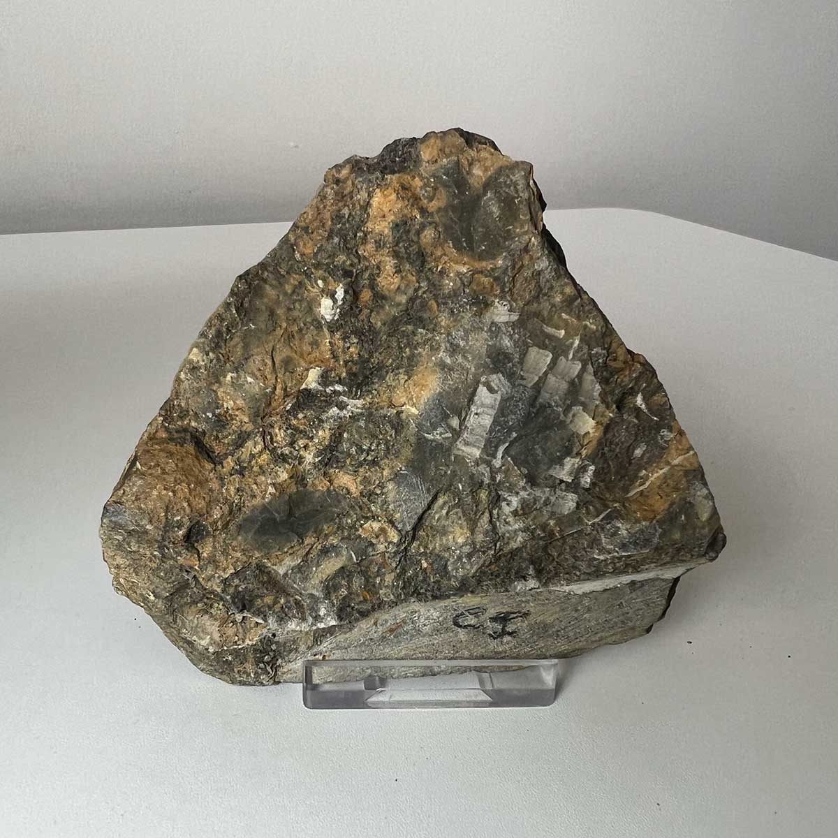 Fossil Starfish