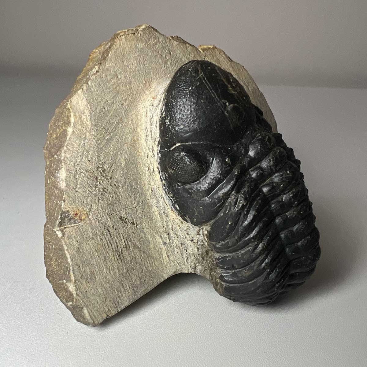 Trilobite Reedops Fossil
