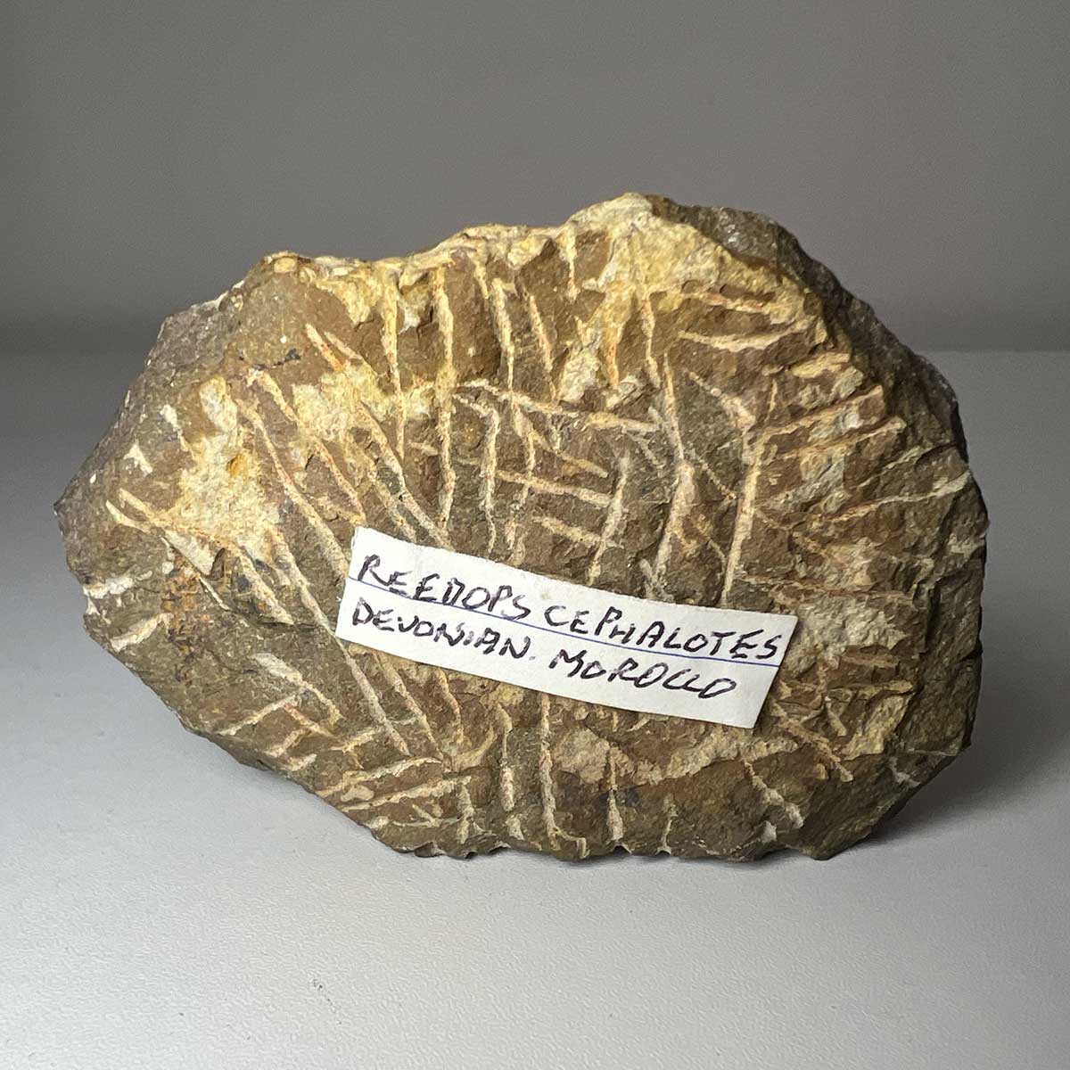 Trilobite Reedops Fossil