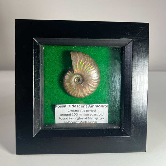 Fossil Iridescent Ammonite