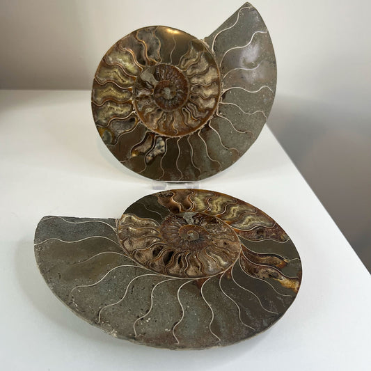 Cleoniceras Fossil Ammonite