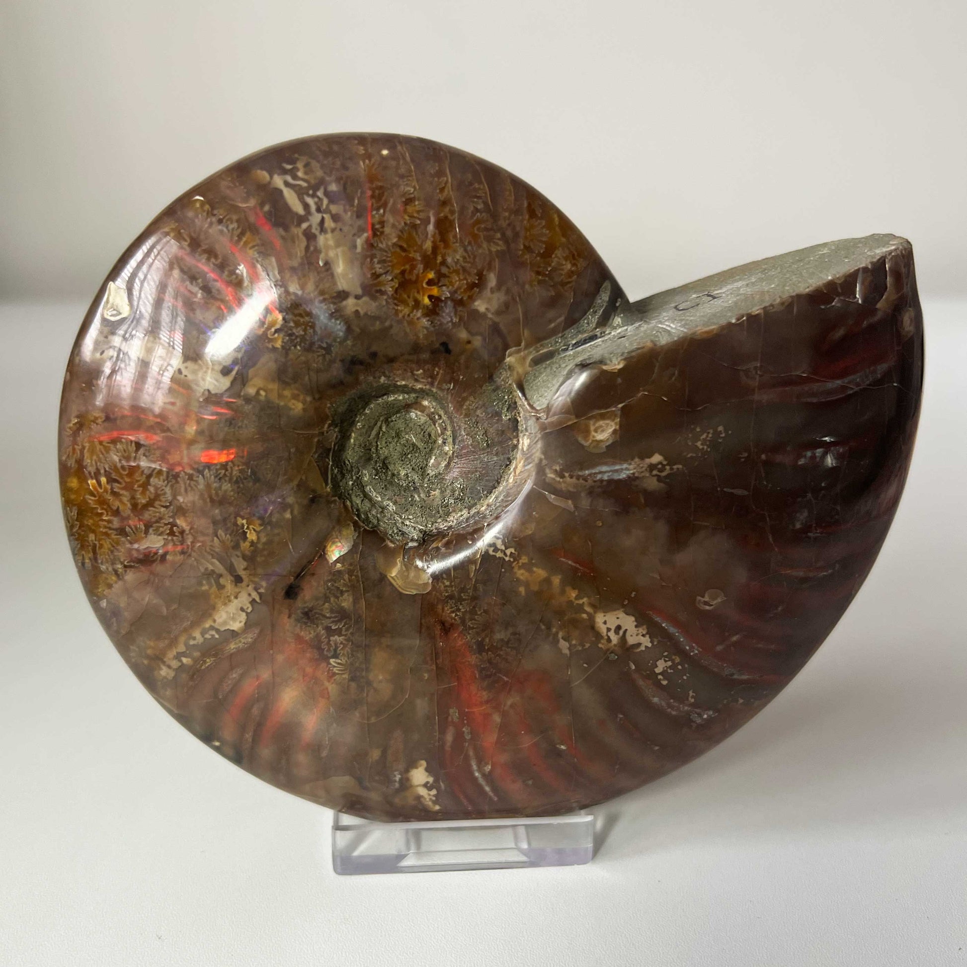 Fire Red Iridescent Ammonite