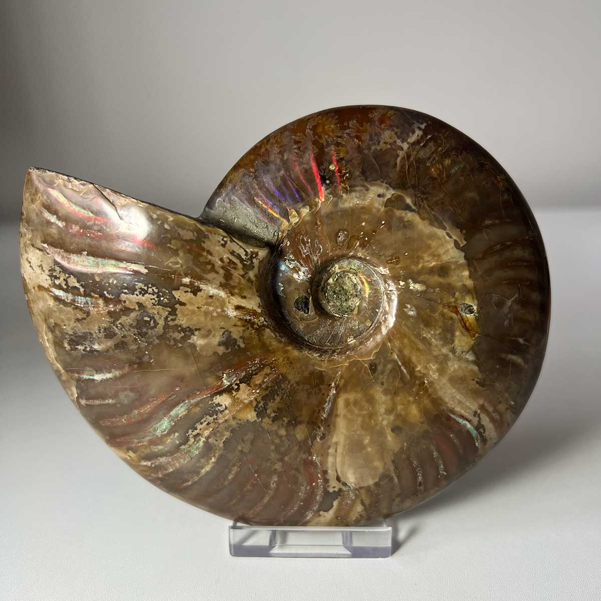 Fire Red Iridescent Ammonite