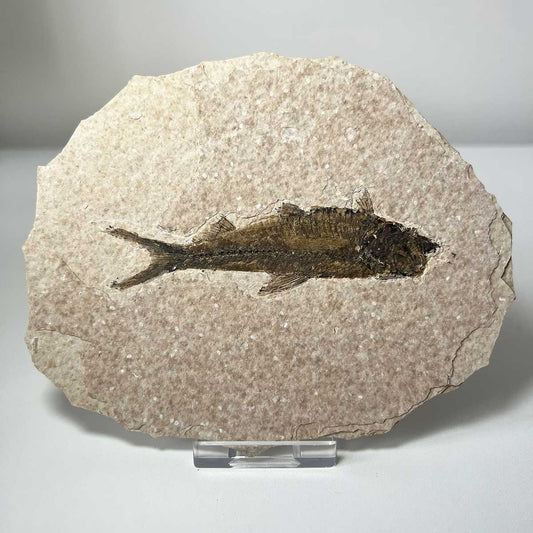 Fossil Fish