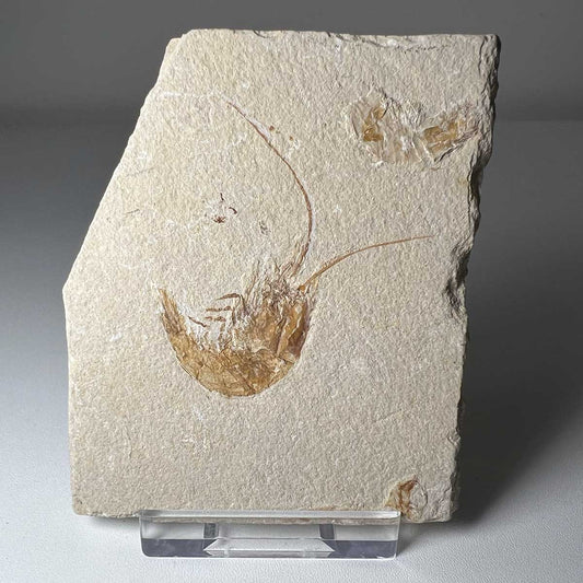 Fossil Shrimp