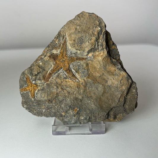 Fossil Starfish