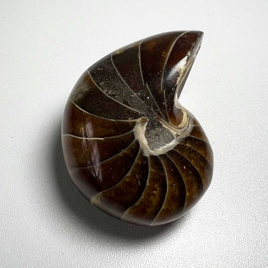 Fossil Nautilus