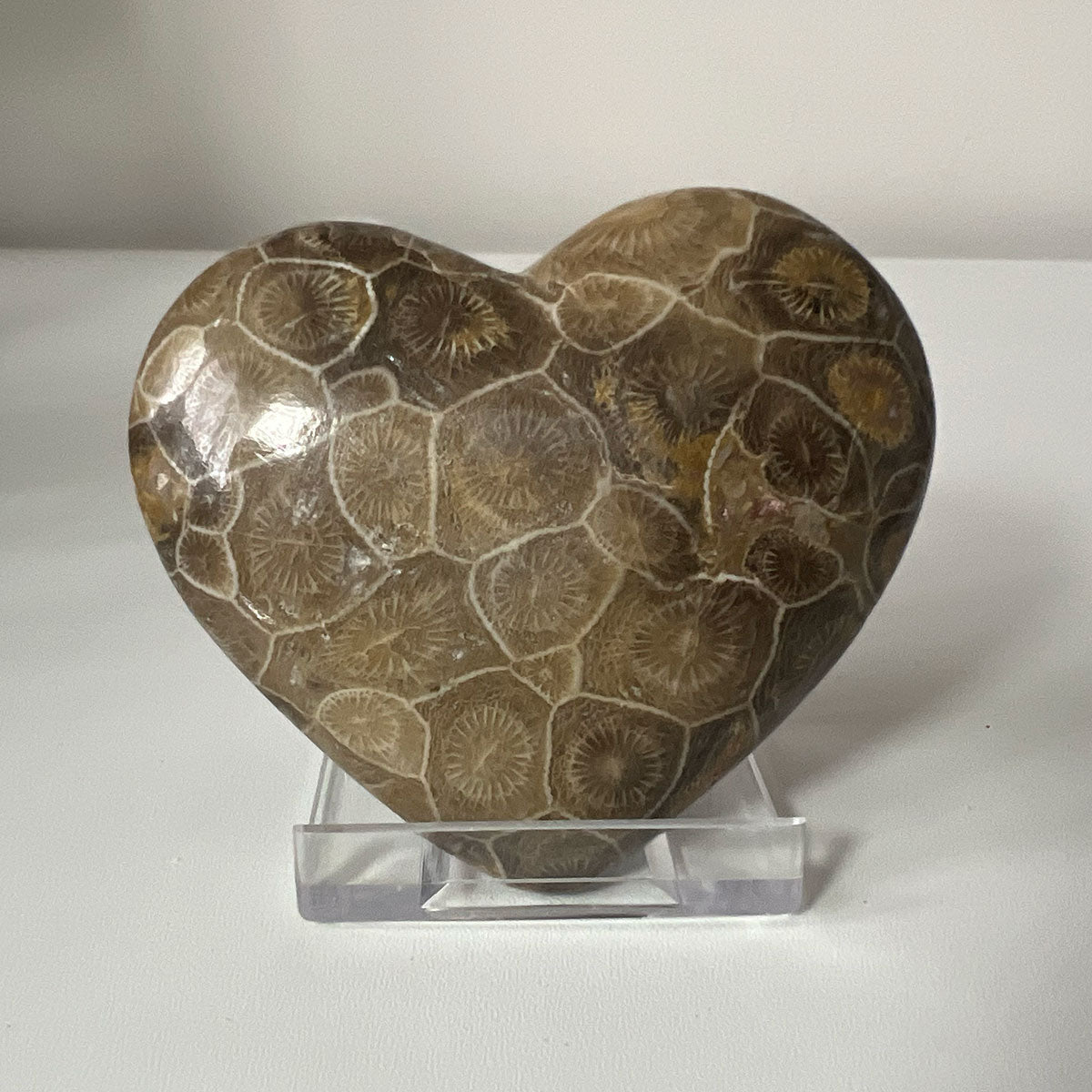 Fossil Coral Hexagonia Heart