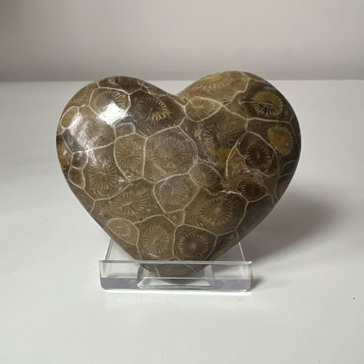 Fossil Coral Hexagonia Heart