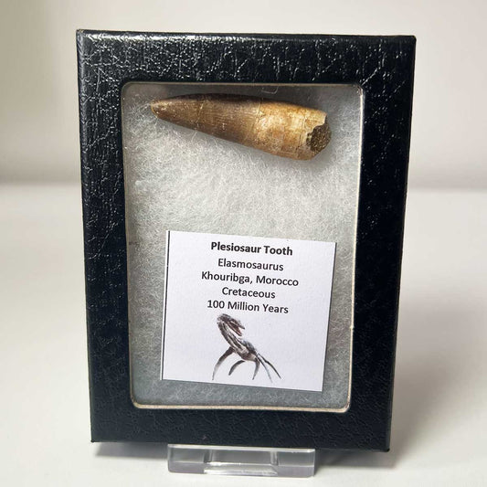 Plesiosaur Tooth