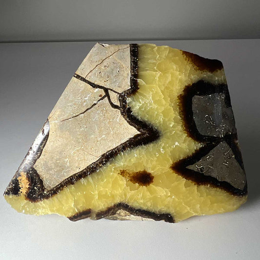 Septarian Fossil