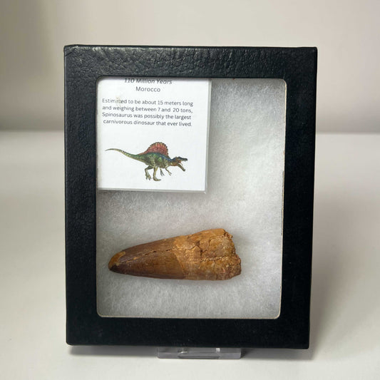 Spinosaurus Tooth