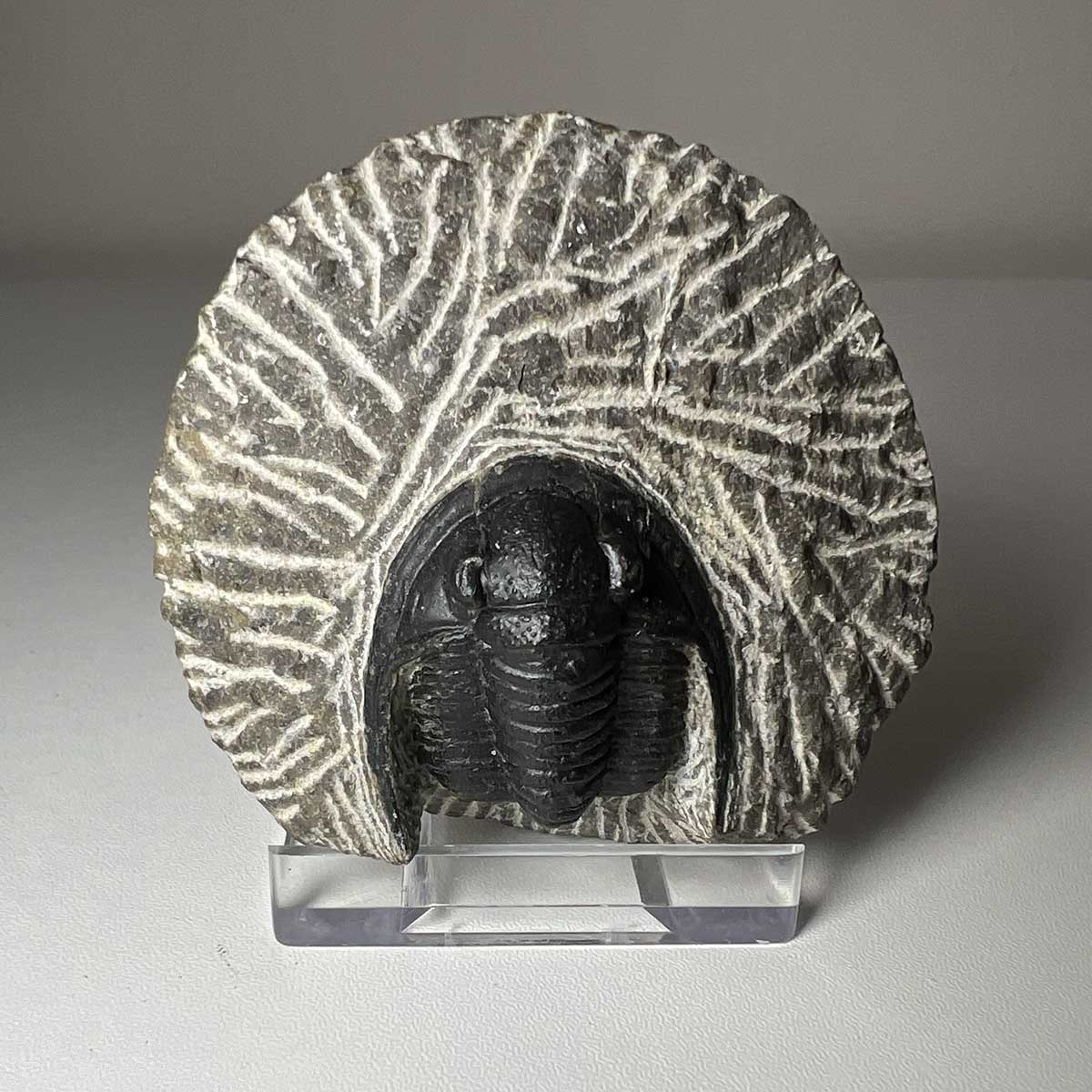 Trilobite Cornuprototeus Fossil