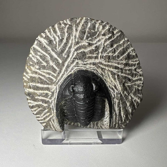 Trilobite Cornuprototeus Fossil