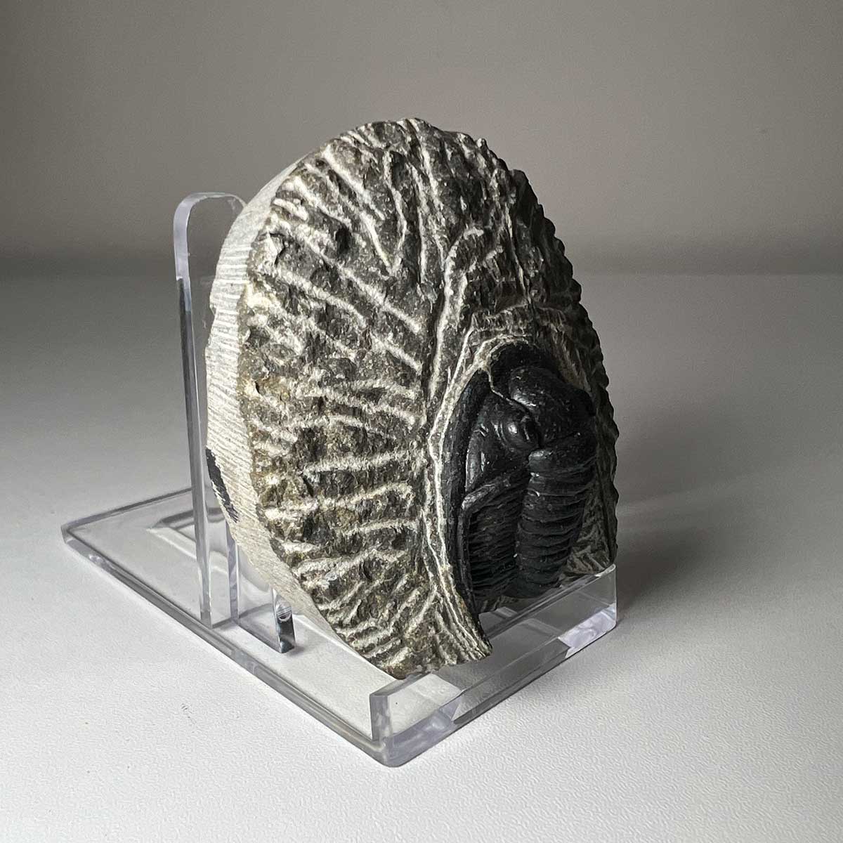 Trilobite Cornuprototeus Fossil