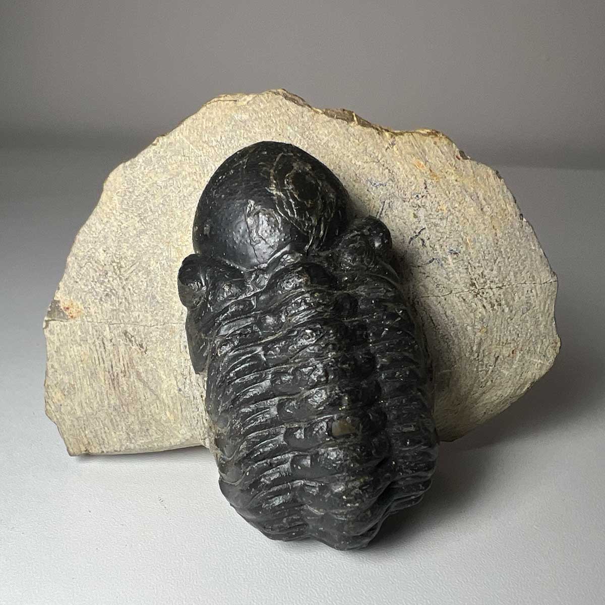 Trilobite Reedops Fossil 